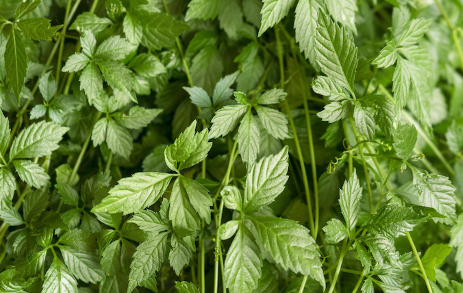 Gynostemma pentaphyllum jiaogulan